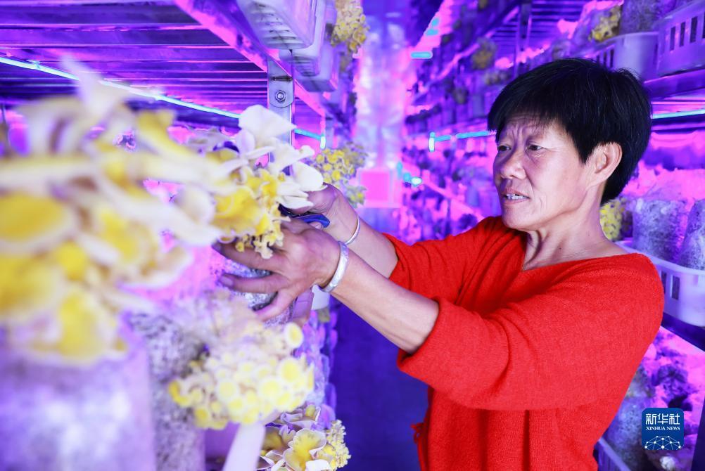 集结号捕鱼每日回血